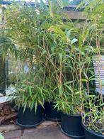 Grote bamboo planten zeer goedkoop, Tuin en Terras, Planten | Bomen, Ophalen, Bloeit niet, Halfschaduw, Overige soorten