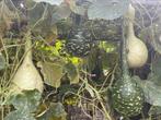 Flespompoen kalebassen sierfruit, Ophalen of Verzenden, Voorjaar, Volle zon, Zaad