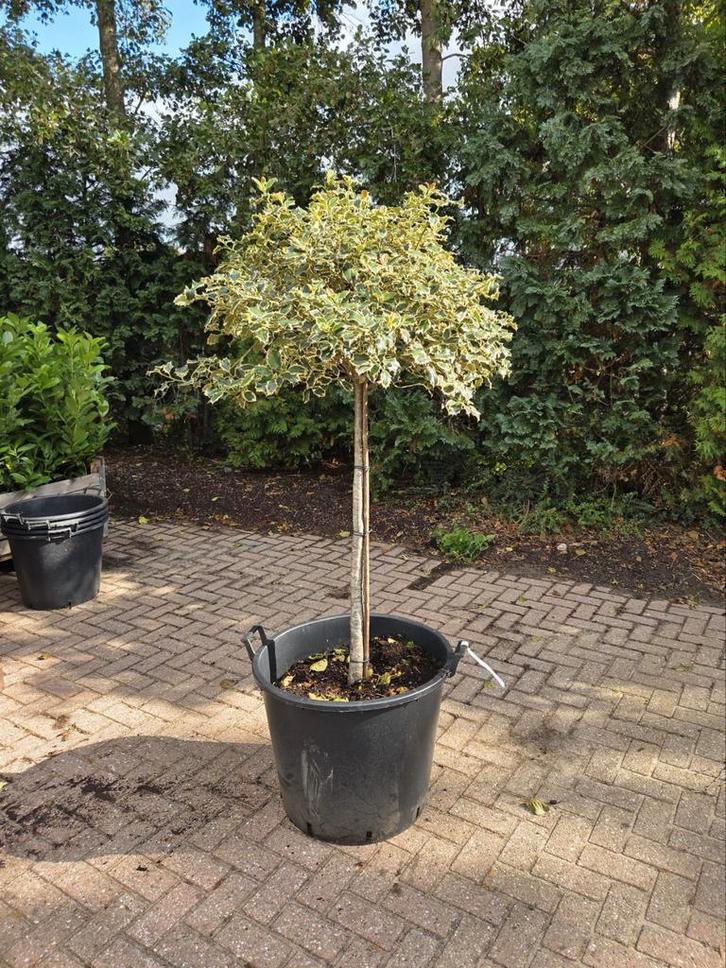 Ilex Aquifolium - Bonte Hulst op Stam, Tuin en Terras, Planten | Bomen, Bolboom, 100 tot 250 cm, In pot, Ophalen