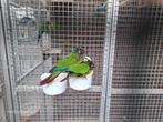 Kweekkoppel pyrrhura leucotus, Dieren en Toebehoren, Vogels | Parkieten en Papegaaien, Meerdere dieren, Parkiet
