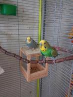 3 koppels grasparkietjes, Meerdere dieren, Parkiet