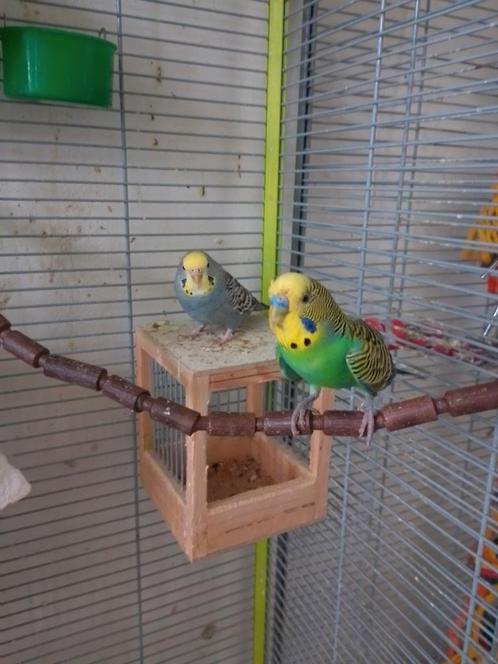 3 koppels grasparkietjes, Dieren en Toebehoren, Vogels | Parkieten en Papegaaien, Parkiet, Meerdere dieren