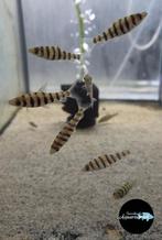 Leporinus fasciatus – Zwart Gestreepte Kopstaander, Dieren en Toebehoren, Vissen | Aquariumvissen, Vis, Zoetwatervis