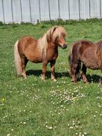 3 jarige mini hengst, Dieren en Toebehoren, Niet van toepassing, Hengst, A pony (tot 1.17m), 3 tot 6 jaar