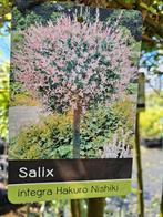 Salix nishiki hakuro nishiki, Bonte roze wilg op stam 120cm, Overige soorten, Vaste plant, Ophalen of Verzenden, Halfschaduw