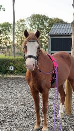 Verzorger gezocht voor lieve C-pony— Beezonder, Dieren en Toebehoren, Paarden en Pony's | Overige Paardenspullen, Ophalen of Verzenden