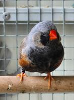 Split charcoal zebravinken, Meerdere dieren, Tropenvogel
