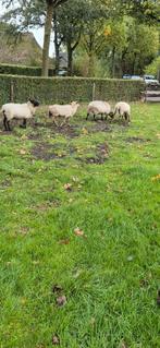 Ouwe ooien, Vrouwelijk, Schaap