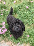 Gastgezin gezocht voor ontzettend lieve toypoedel, Dieren en Toebehoren, Overige rassen, 1 tot 2 jaar, Teef, Eén hond