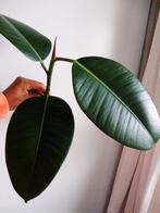 Ficus Elastica, Ficus, Minder dan 100 cm, Groene kamerplant, Halfschaduw