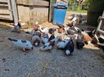 Duiven, Dieren en Toebehoren, Meerdere dieren, Overige soorten