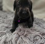 Labrador pups, Dieren en Toebehoren, Rabiës (hondsdolheid), 8 tot 15 weken, Labrador retriever, Meerdere