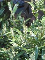 **ACTIE** Prunus otto luyken, laagblijvende laurier, Ophalen of Verzenden, Laurier, Struik, Minder dan 100 cm