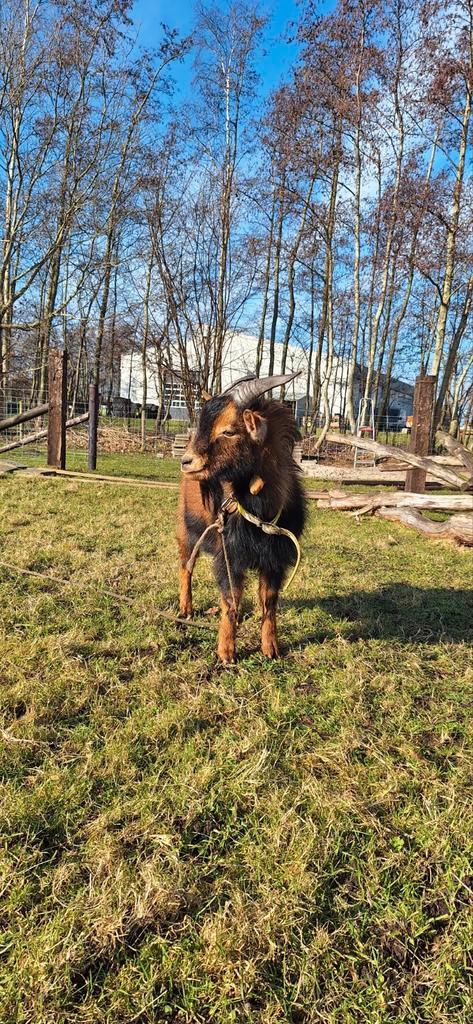 Dwerggeit bok, Dieren en Toebehoren, Schapen, Geiten en Varkens, Geit, Mannelijk, 0 tot 2 jaar