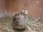 Japanse kwartel hen, Dieren en Toebehoren, Pluimvee, Vrouwelijk, Overige soorten