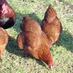 Broedeieren Wyandotte kriel rood patrijs meervoudig gezoomd, Dieren en Toebehoren, Pluimvee, Geslacht onbekend, Kip