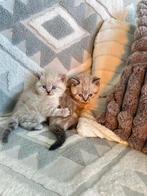 Twee kittens te koop(Brits Korthaar x Himalaya mix)
