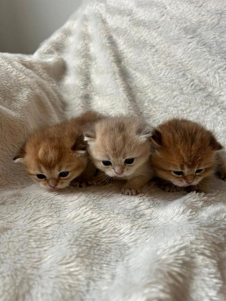 Schattige Britse korthaar kittens Golden shaded, Dieren en Toebehoren, Katten en Kittens | Raskatten | Korthaar, Meerdere dieren