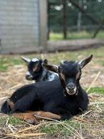 Jonge dwerg geit bokjes, Dieren en Toebehoren, Schapen, Geiten en Varkens, Mannelijk, Geit