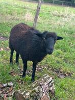Ouessant ooi van 2024, Vrouwelijk, Schaap