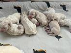 Labradoodle x goldendoodle pups, Dieren en Toebehoren, Parvo, België, Fokker | Hobbymatig, Overige rassen