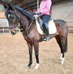 Superbrave 8 jr familie-recreatie-manege ruin 1,65 mtr, Dieren en Toebehoren, Paarden, Ruin, 7 tot 10 jaar, Met stamboom, B