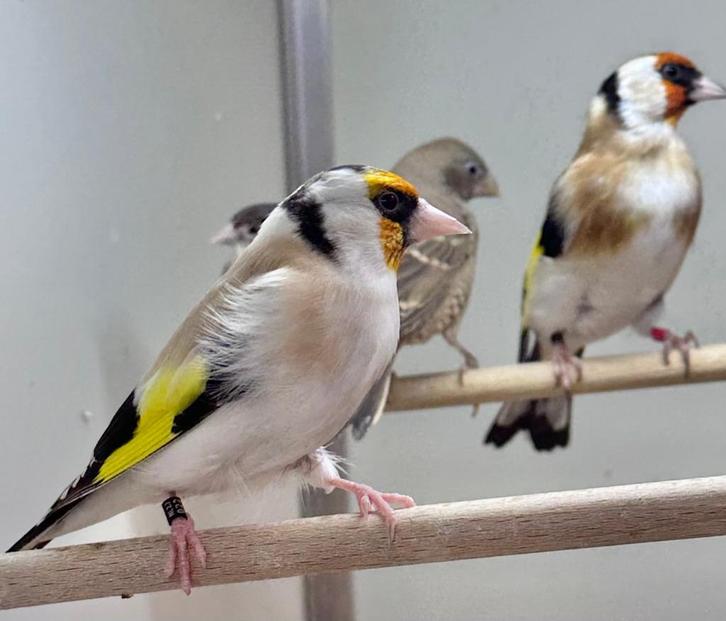 Koppel majoor putters, Dieren en Toebehoren, Vogels | Overige Vogels, Wildzangvogel, Meerdere dieren