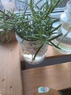 Rozemarijn stekjes met wortels, Tuin en Terras, Planten | Tuinplanten, Ophalen, Volle zon, Vaste plant, Kruiden