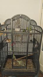 2 Ara Nobilis te koop, Meerdere dieren, Papegaai, Pratend