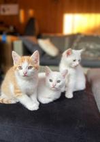 Rood katertje en een wit poesje, Meerdere dieren, Kortharig, 0 tot 2 jaar