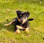 kelpie / border collie puppy’s, Dieren en Toebehoren, Overige rassen, 8 tot 15 weken, Meerdere, Meerdere dieren