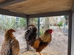 Twee prachtige hanen van gemixte rassen, Dieren en Toebehoren, Pluimvee, Mannelijk, Kip