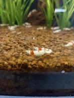 Crystal red garnalen, Dieren en Toebehoren, Vissen | Aquariumvissen, Kreeft, Krab of Garnaal