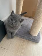 Raszuivere Britse korthaar, Dieren en Toebehoren, Katten en Kittens | Raskatten | Korthaar, Meerdere dieren, Ontwormd, 0 tot 2 jaar