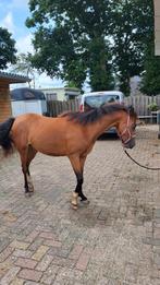 Te koop lieve toekomstige kinderpony, Dieren en Toebehoren, Paarden, Merrie, Minder dan 160 cm, Recreatiepaard, 0 tot 2 jaar