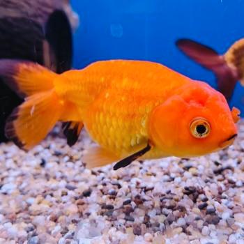 Carrasius auratus, Dieren en Toebehoren, Vissen | Aquariumvissen, Vis