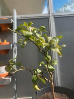 Citroenboom 75cm (met vruchten en in bloei), Tuin en Terras, Planten | Fruitbomen, Citroenboom, Lente, Volle zon, Ophalen