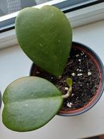 Hoya Kerrii / hartjesplant (3 bladeren), Ophalen, Halfschaduw, Minder dan 100 cm