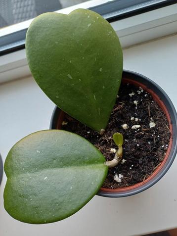 Hoya Kerrii / hartjesplant (3 bladeren) beschikbaar voor biedingen