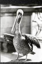 Een pelikaan slaat zijn vleugels uit, Verzamelen, Ansichtkaarten | Dieren, 1960 tot 1980, Ongelopen, Vogel, Verzenden