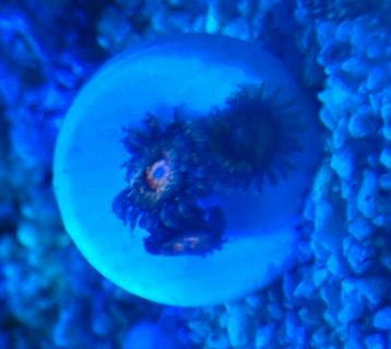 Zoa “Bam Bam” & Montipora Green – frag’s te koop beschikbaar voor biedingen