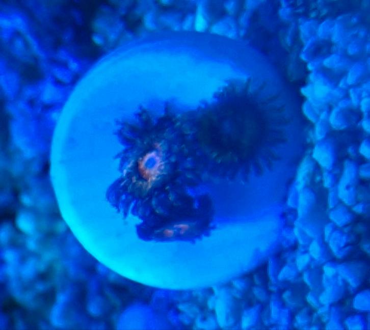 Zoa “Bam Bam” & Montipora Green – frag’s te koop, Dieren en Toebehoren, Vissen | Aquariumvissen, Zoutwatervis, Overige typen