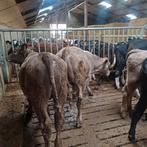 17 kruisling stieren, Dieren en Toebehoren, Runderen, Mannelijk