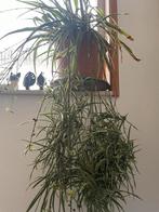 Graslelie (Chlorophytum comosum) - Vaste Plant, Ophalen, Halfschaduw, Minder dan 100 cm