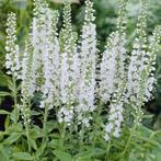 12 voor € 15,00. Ereprijs wit, veronica spicata icicle, Volle zon, Vaste plant, Zomer, Ophalen