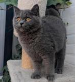 Brits korthaar kitten 5 mnd katertje classic Blue, Dieren en Toebehoren, Katten en Kittens | Raskatten | Korthaar, Meerdere dieren