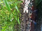 borstelneus (Ancistrus) algeneters te koop, Dieren en Toebehoren, Vis