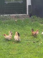 serama hennetjes, Dieren en Toebehoren, Pluimvee, Vrouwelijk, Kip