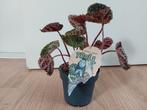 Begonia 'Ferox' - Stekel Bladbegonia / Troll plant H: 27 cm., Huis en Inrichting, Kamerplanten, Ophalen, Overige soorten, Halfschaduw