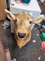 rendier hoofd (groot) decoratie kerst., December, Geslacht onbekend